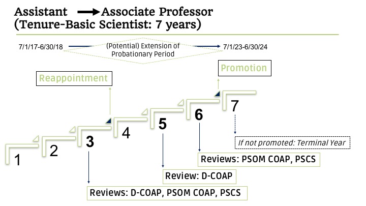 7 Year Probation Timeline Assistant to Associate Professor